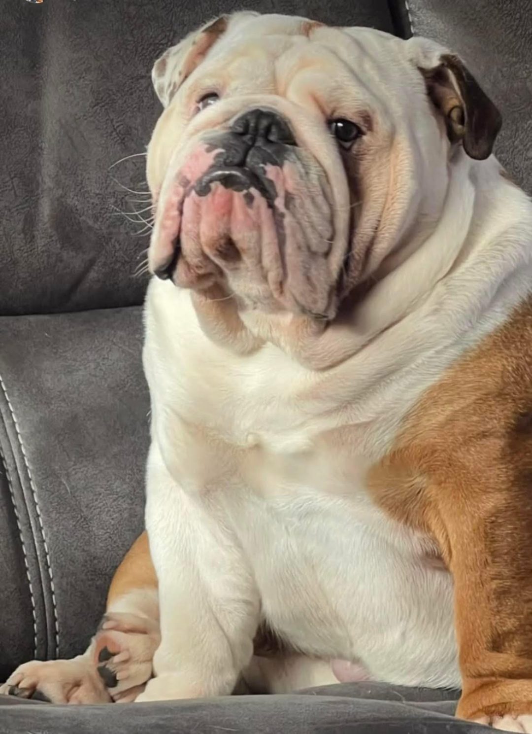 British Bulldog Stud Preston