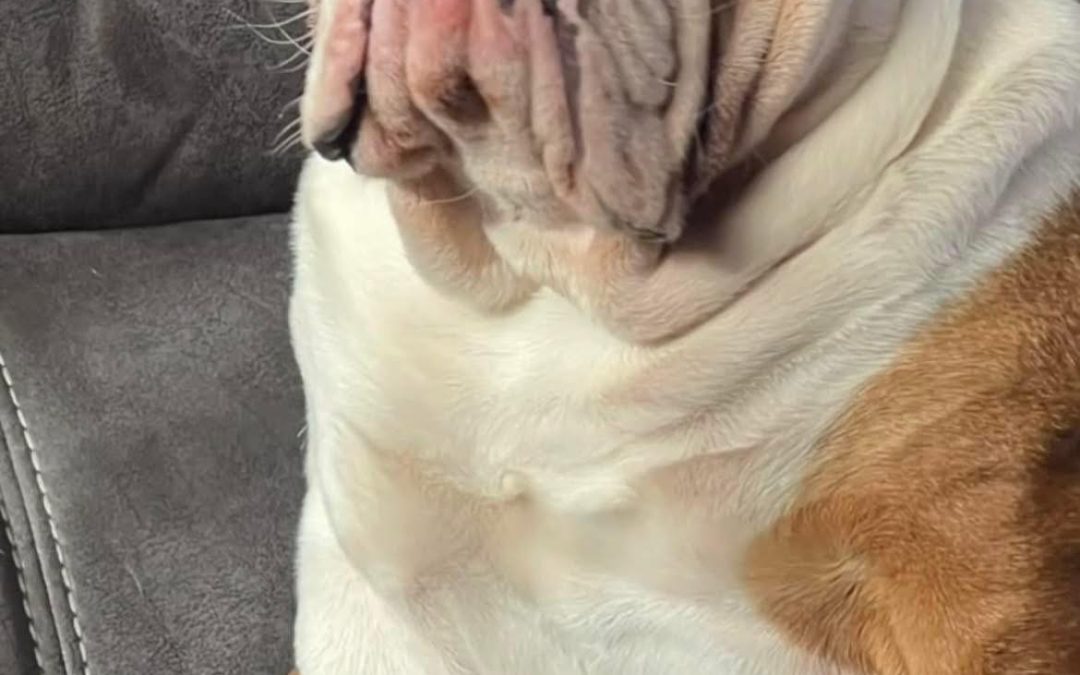 British Bulldog Stud Preston