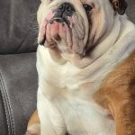 British Bulldog Stud Preston