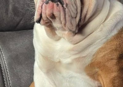 British Bulldog Stud Preston