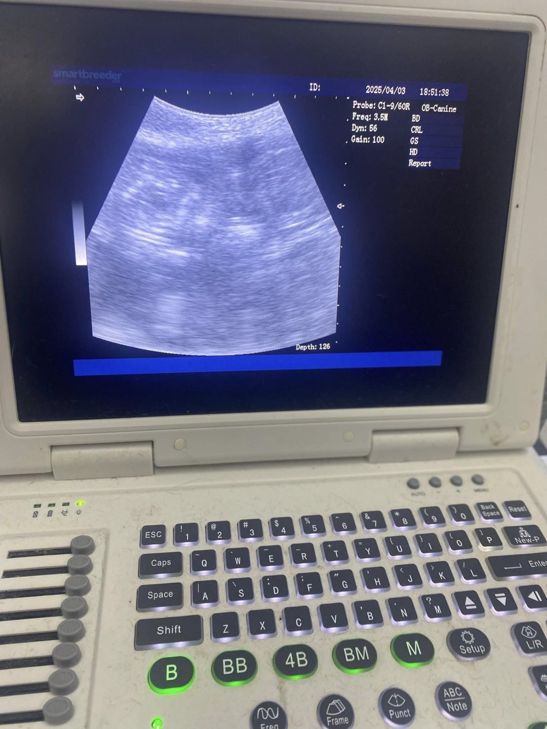 Dog Pregnancy Scans Lancaster