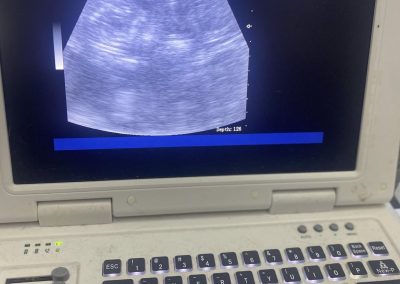 Dog Pregnancy Scans Lancaster
