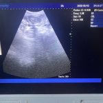 Mobile Canine Ultrasound Blackburn