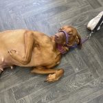Dog Scans Morecambe