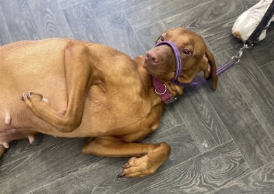 Dog Scans Morecambe