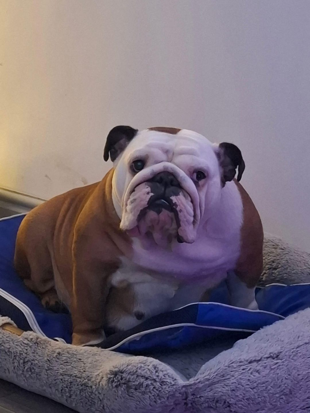 Dog Progesterone Lancaster