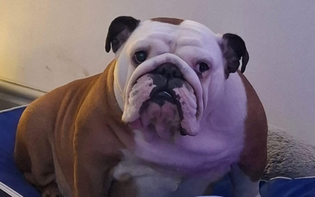 Dog progesterone Lancaster