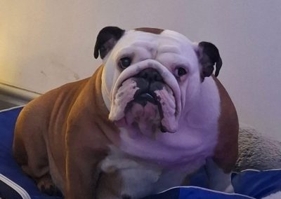 Dog progesterone Lancaster