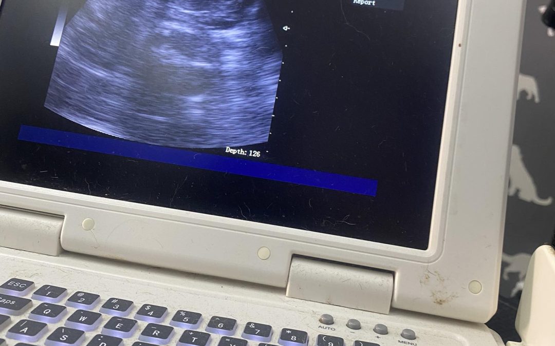 Dog Scan Lancaster