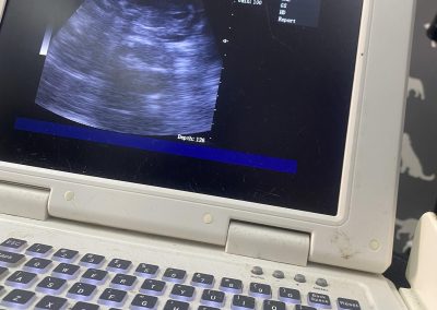 Dog Scan Lancaster