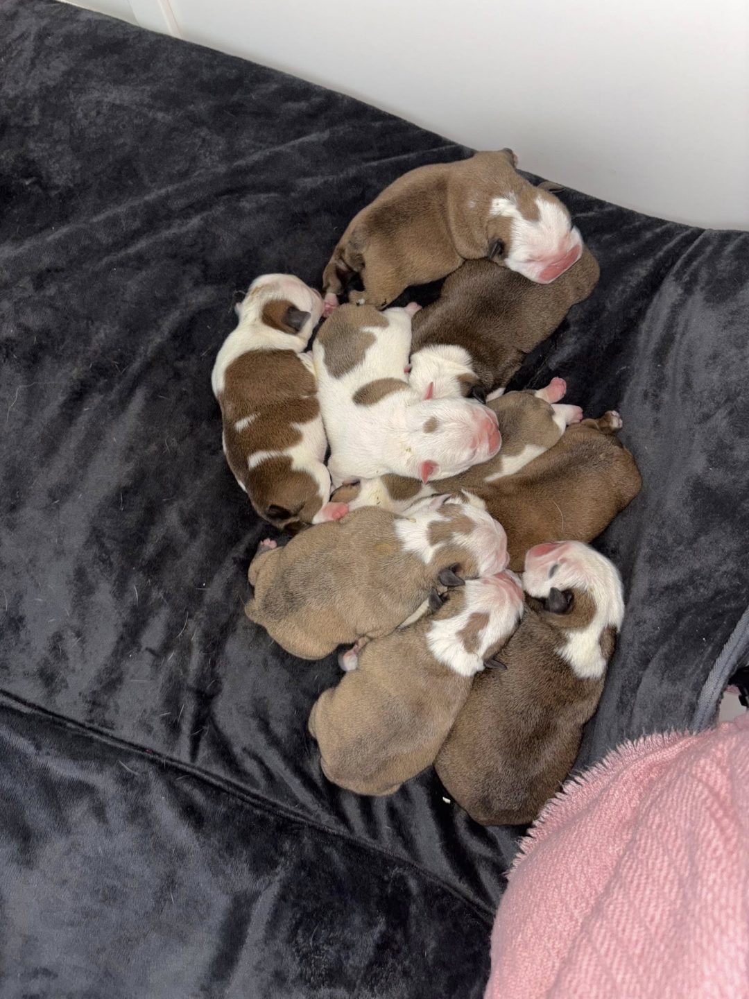 Breeding Advice Lancaster