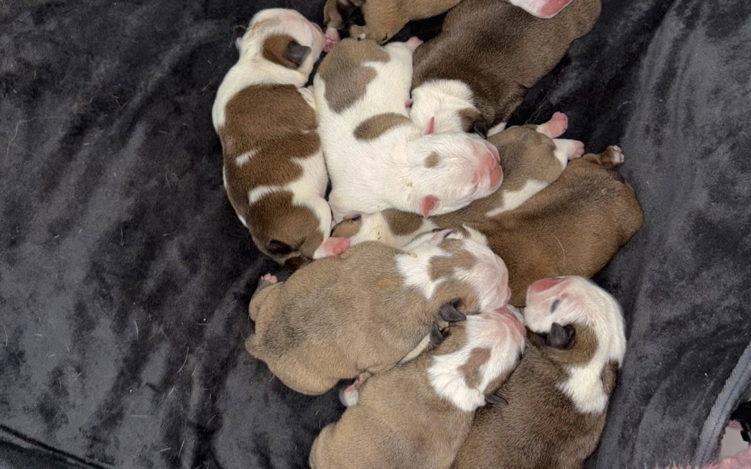 Breeding Help Lancaster