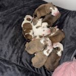 Breeding Advice Lancaster