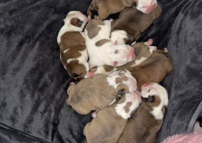 Breeding Help Lancaster
