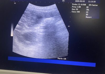 Dog Scan Blackpool