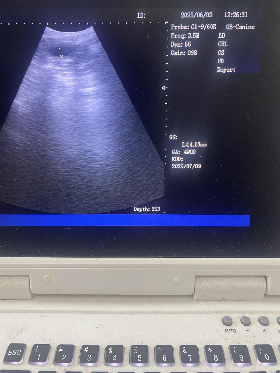 Dog Ultrasound Heysham
