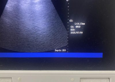Dog Ultrasound Heysham