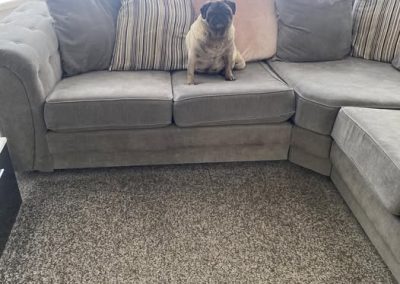Mobile Puppy Scan Blackpool