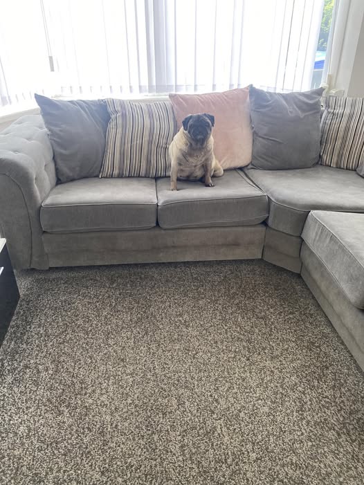 Mobile Puppy Scan Blackpool