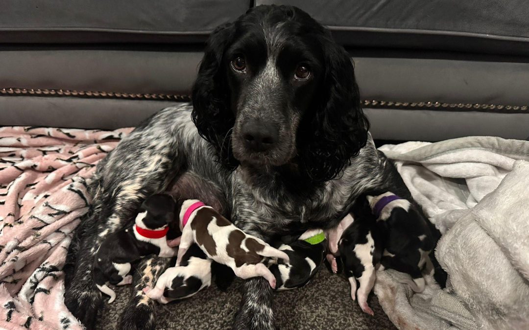 Mobile Breeding Support Preston