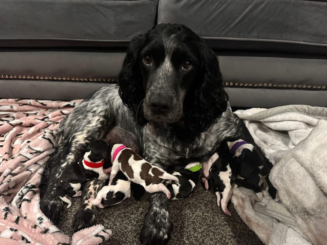 Mobile Breeding Support Preston