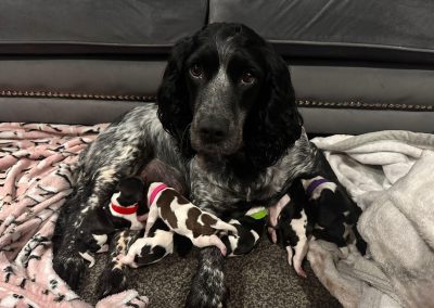 Mobile Breeding Support Preston