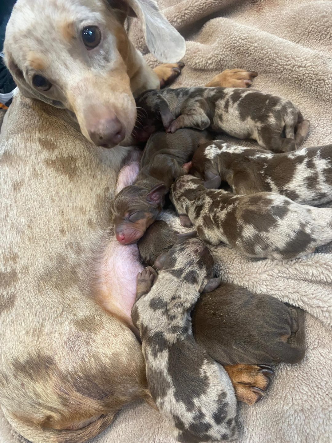 Whelping Support Preston