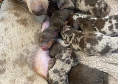 Whelping Support Preston
