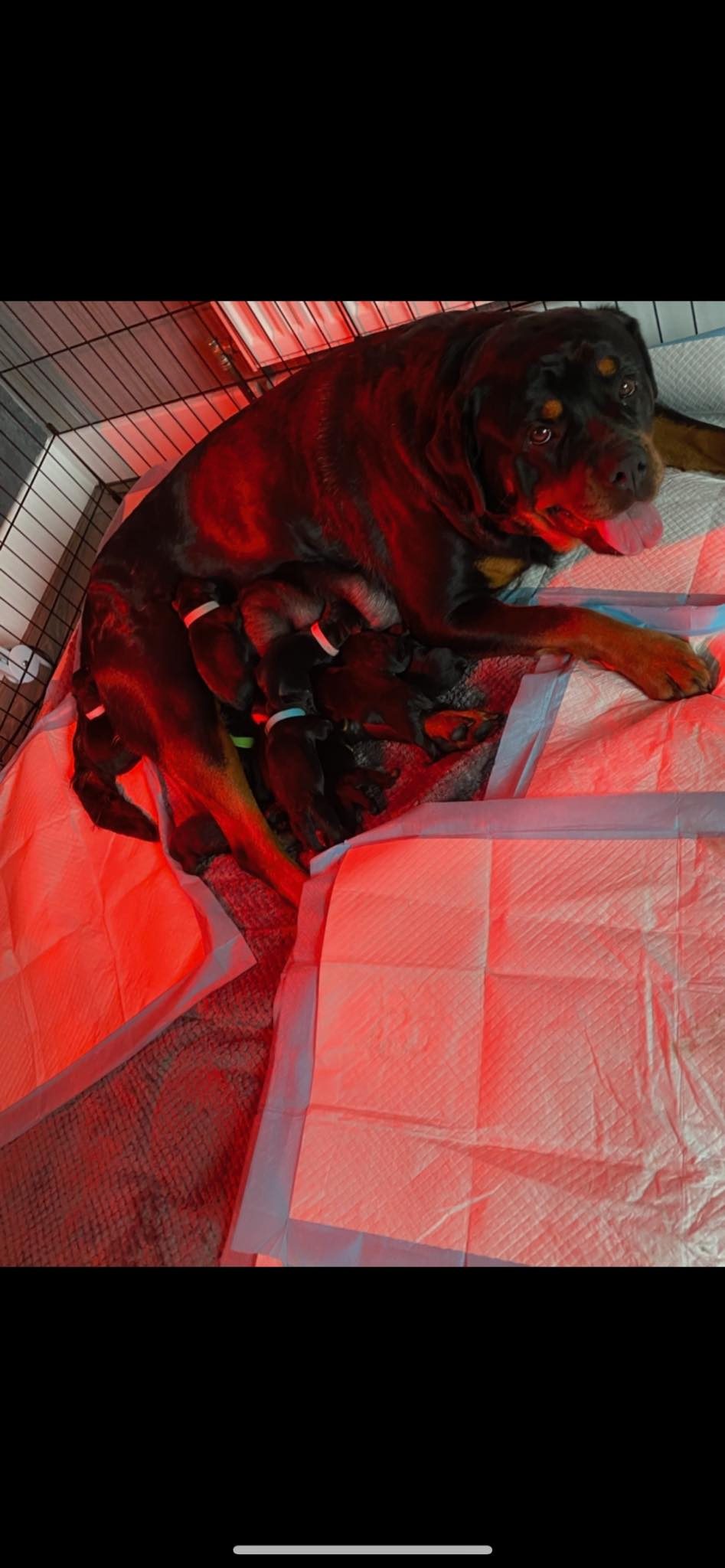 Dog Breeding Advice Lancaster