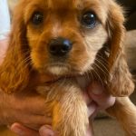 Microchipping Lytham St Annes