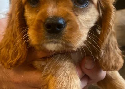 Microchipping Lytham St Annes