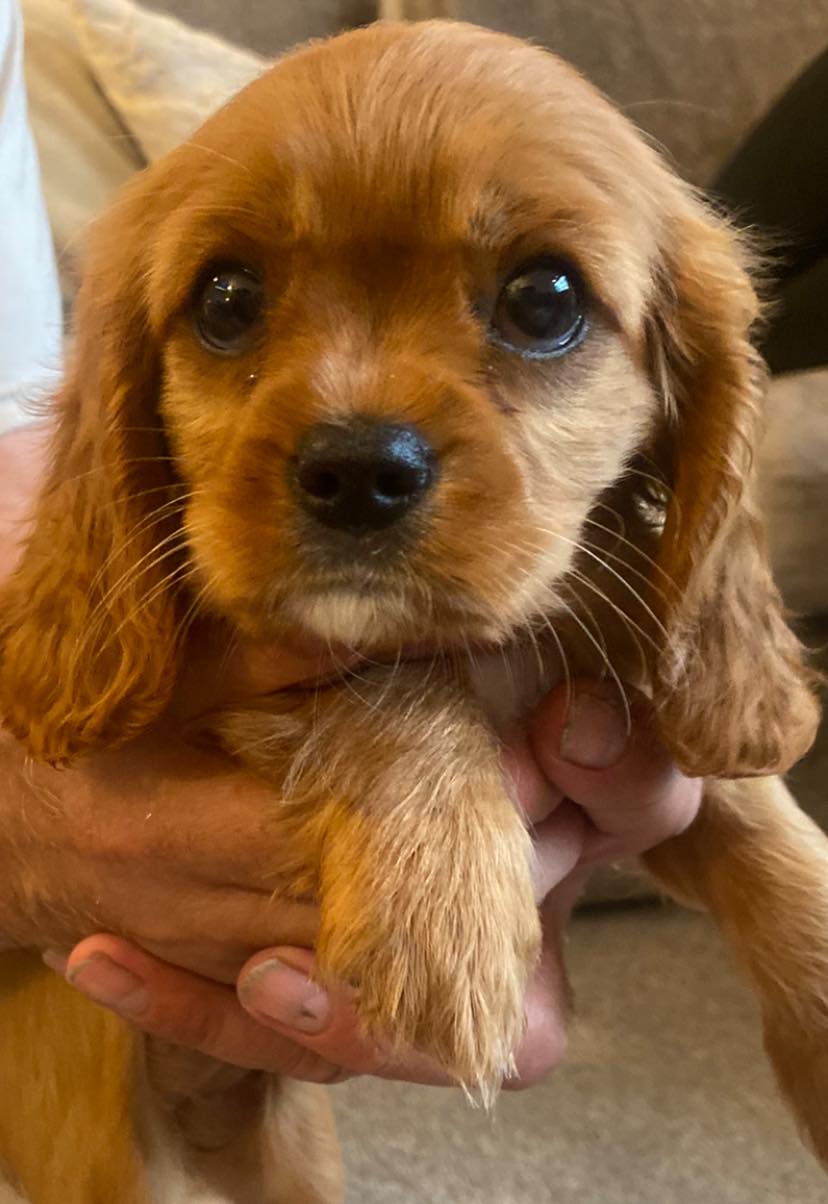 Microchipping Lytham St Annes