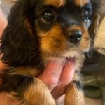 Microchipping Lytham