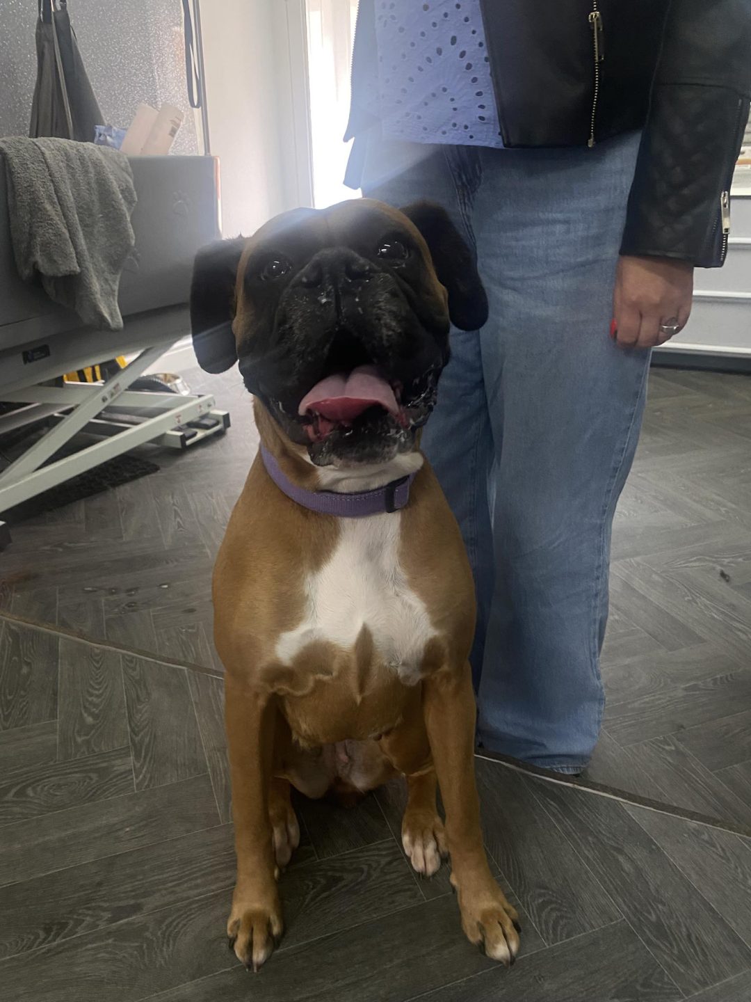 Mobile Breeding Service Blackpool