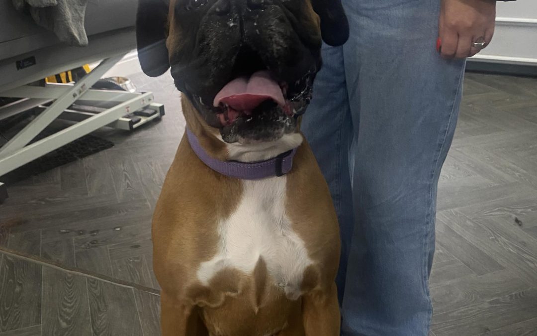 Mobile Breeding Service Blackpool