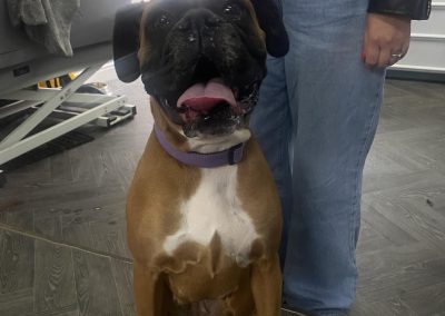 Mobile Breeding Service Blackpool