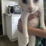 Microchipping Chorley