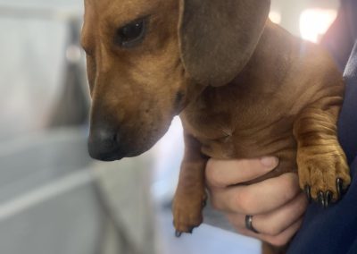 Dog Breeding Services Lancashire