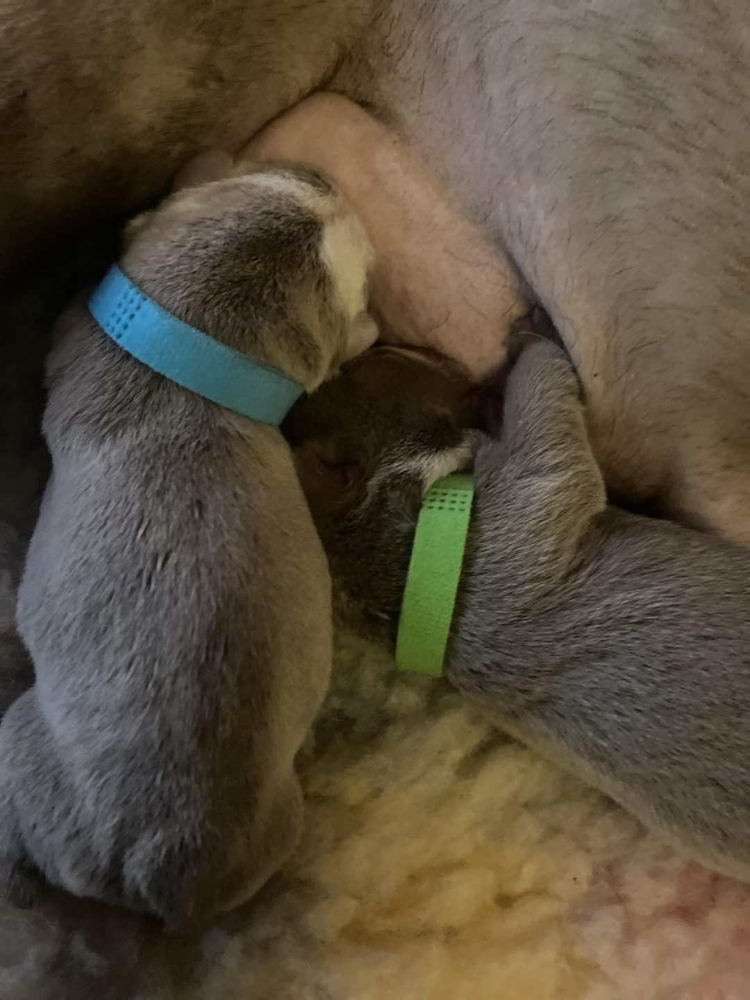 Mobile Breeding Service Lancaster