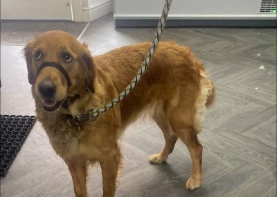Mobile Breeding Service Chorley