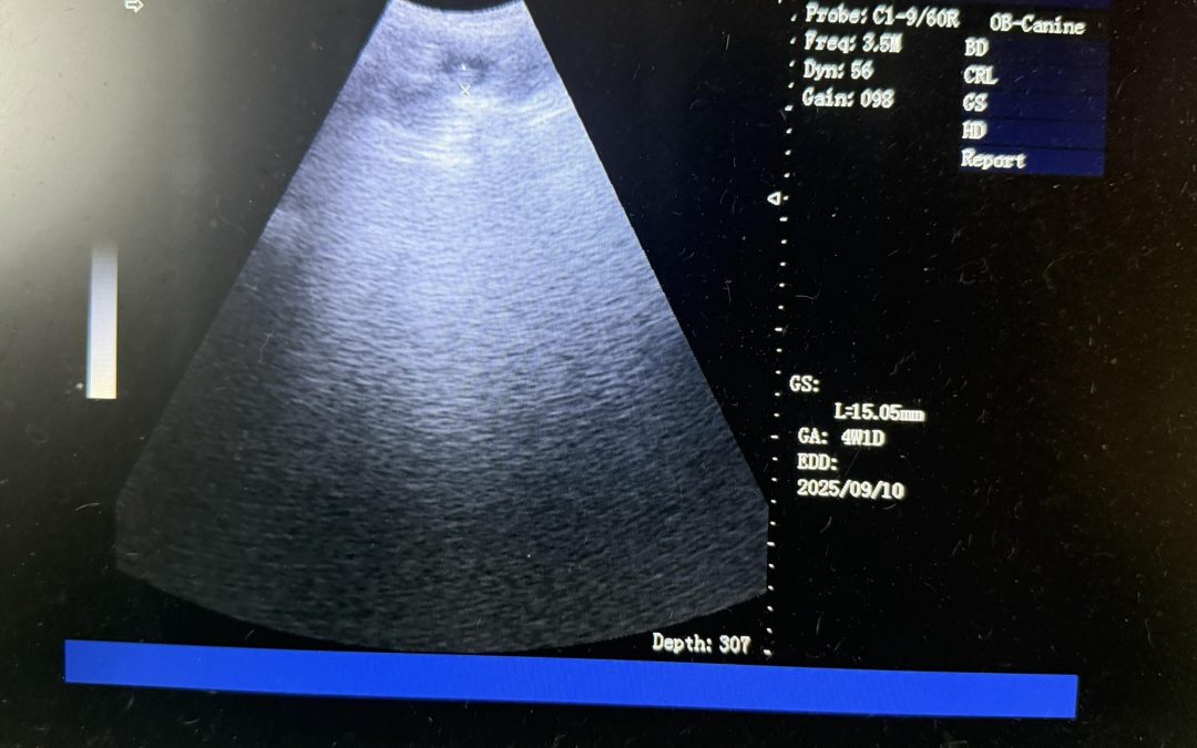 Dog Ultrasound Blackburn