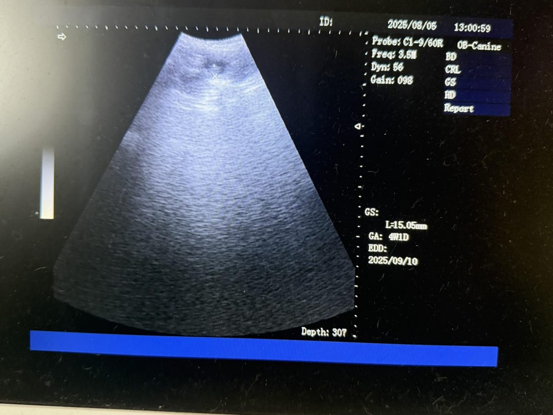 Dog Ultrasound Blackburn