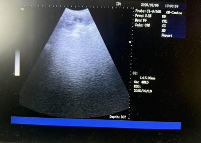 Dog Ultrasound Blackburn