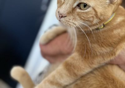 Microchipping Samlesbury