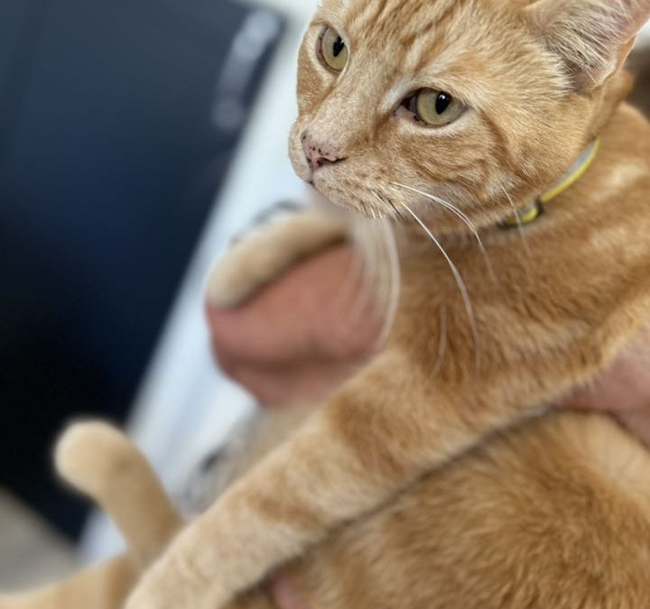 Microchipping Samlesbury