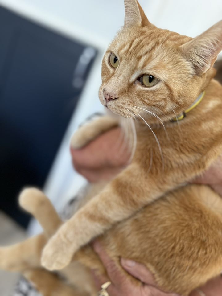 Microchipping Samlesbury