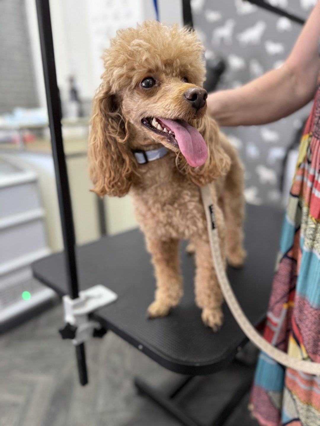 Dog cytology Leyland