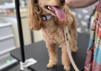 Dog cytology Leyland