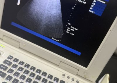 Mobile Dog Scans Lancaster