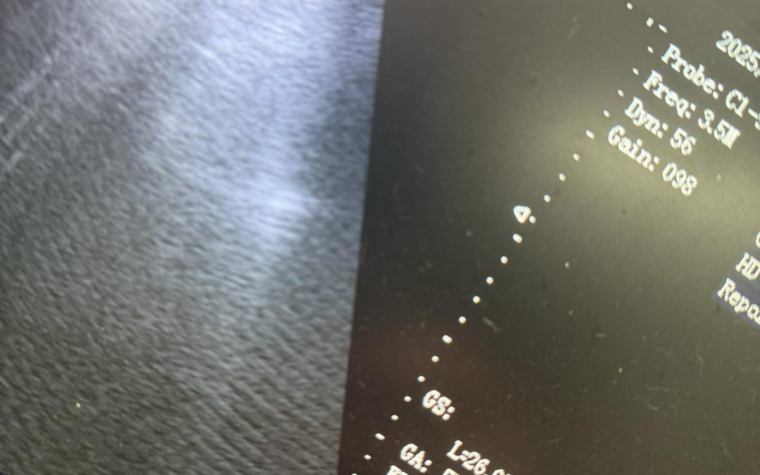 Dog Confirmation Scan Kirkham